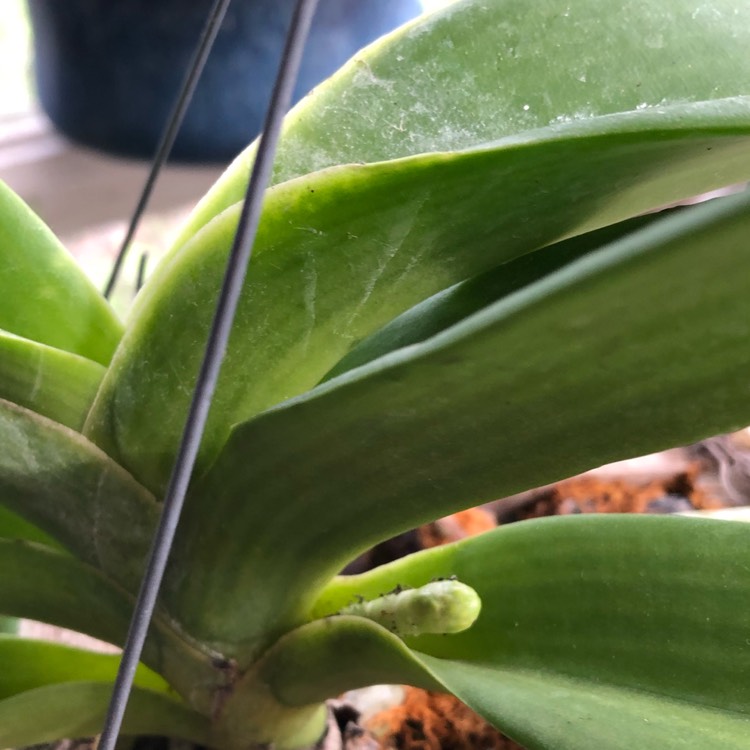 Plant image Rhynchostylis gigantea var alba