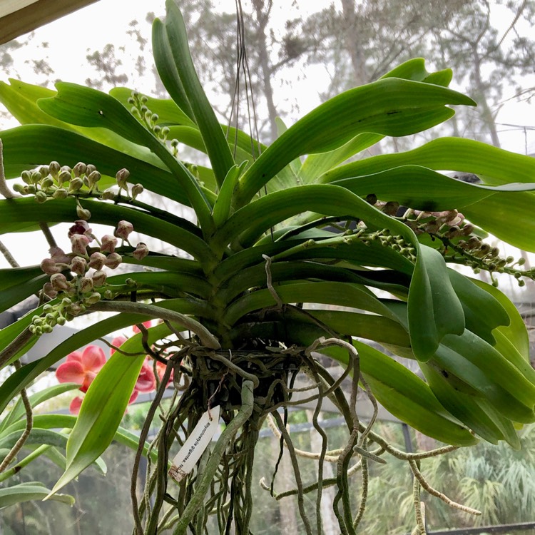 Plant image Rhynchostylis gigantea