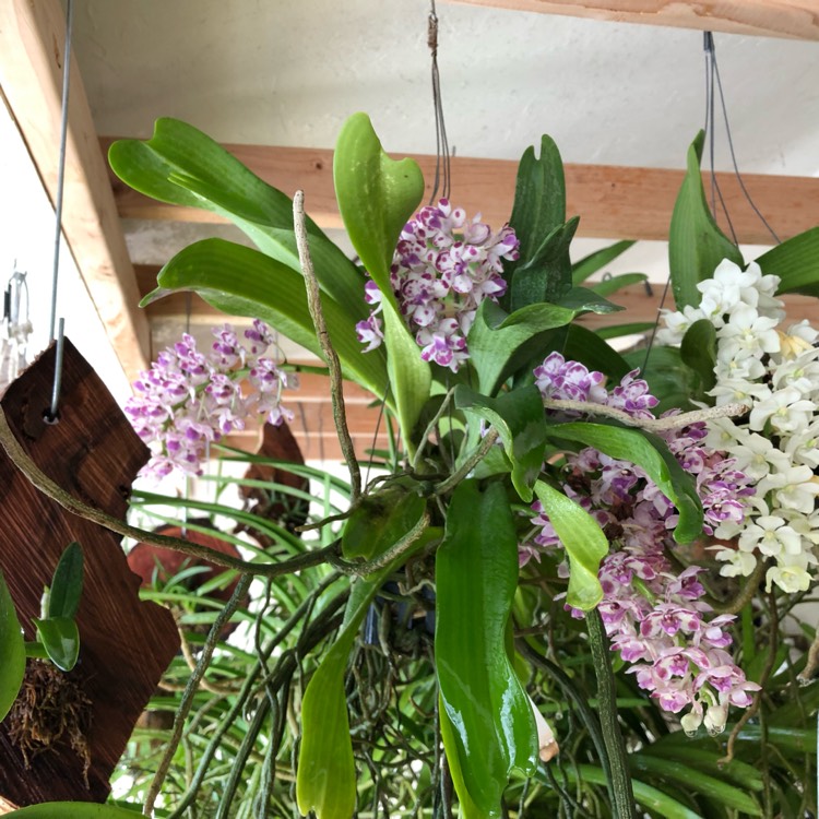 Plant image Rhynchostylis gigantea