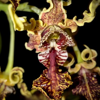 Dendrobium spectabile syn. Callista spectabilis