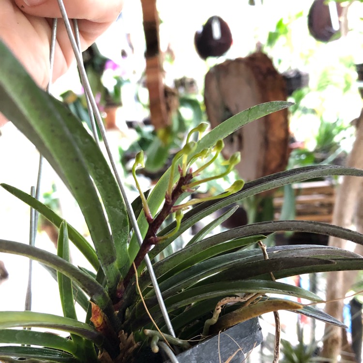 Plant image Neofinetia falcata