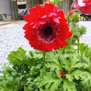 Anemone coronaria 'Harmony Double Scarlet' (Harmony Series)