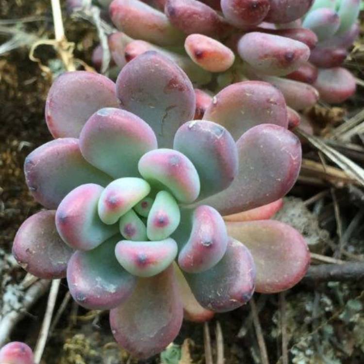 Plant image Sedum Commixtum