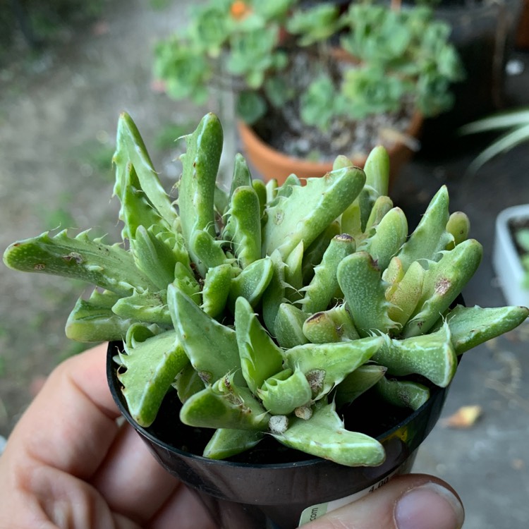 Plant image Faucaria tigrina variegata