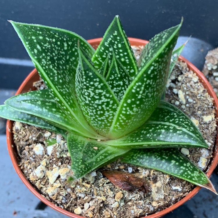 Plant image x Gasteraloe beguinii