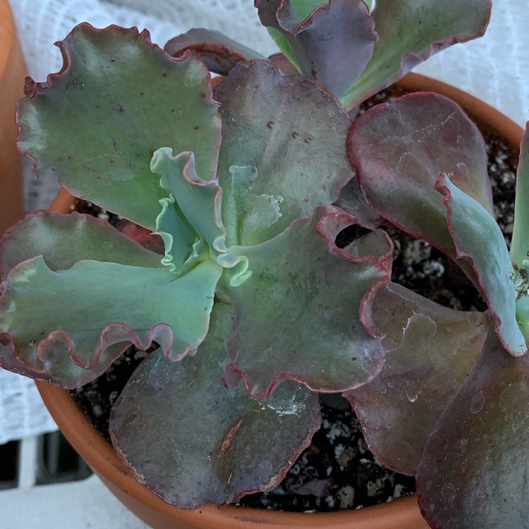 Plant image Echeveria Bittersweet