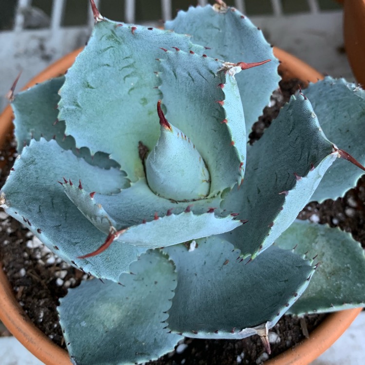 Plant image Agave Potatorum Butterfly