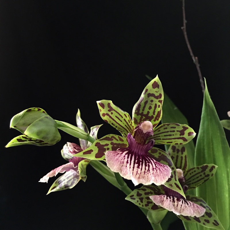 Plant image Zygopetalum