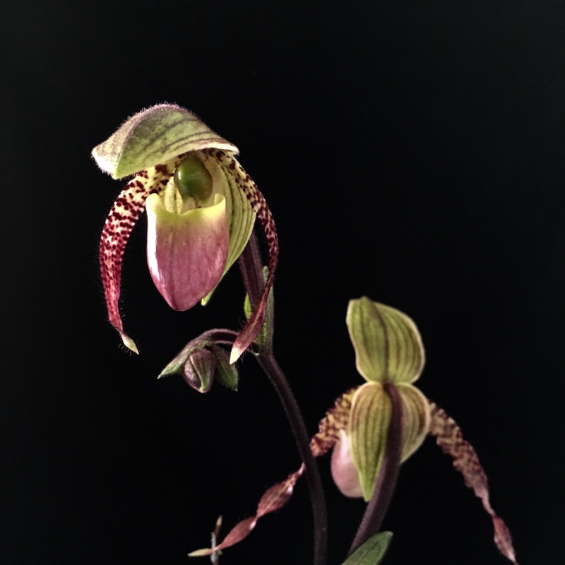 Plant image Paphiopedilum