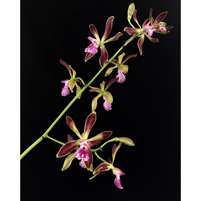 Plant image Encyclia Plicata