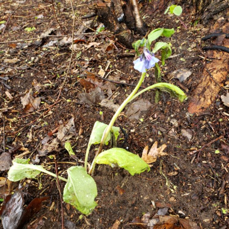 Plant image Mertensia virginica syn. Mertensia pulmonarioides