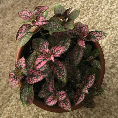 Polka Dot Plant