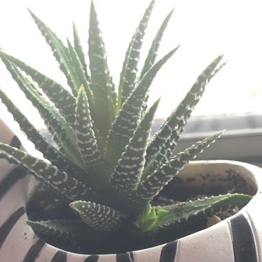 Zebra Haworthia 'Striata'