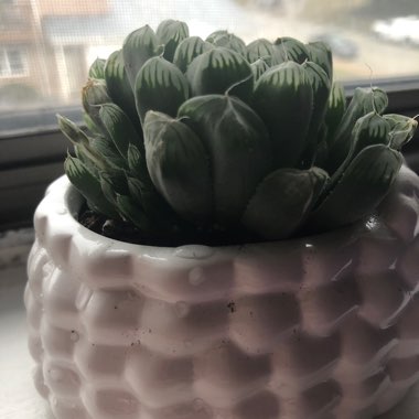 Haworthia 