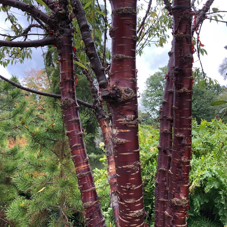 Plant image Prunus serrula syn. Prunus serrula var. tibetica, Prunus tibetica