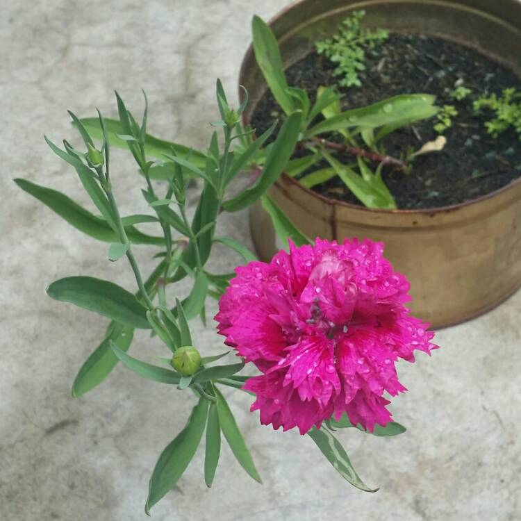 Plant image Dianthus 'Lily the pink'