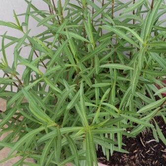 Plant image Tagetes lucida