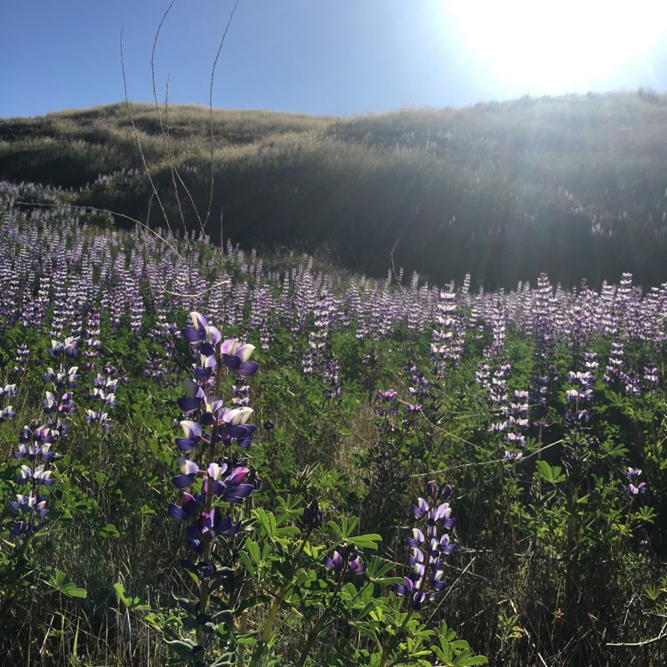 Plant image Lupinus argenteus