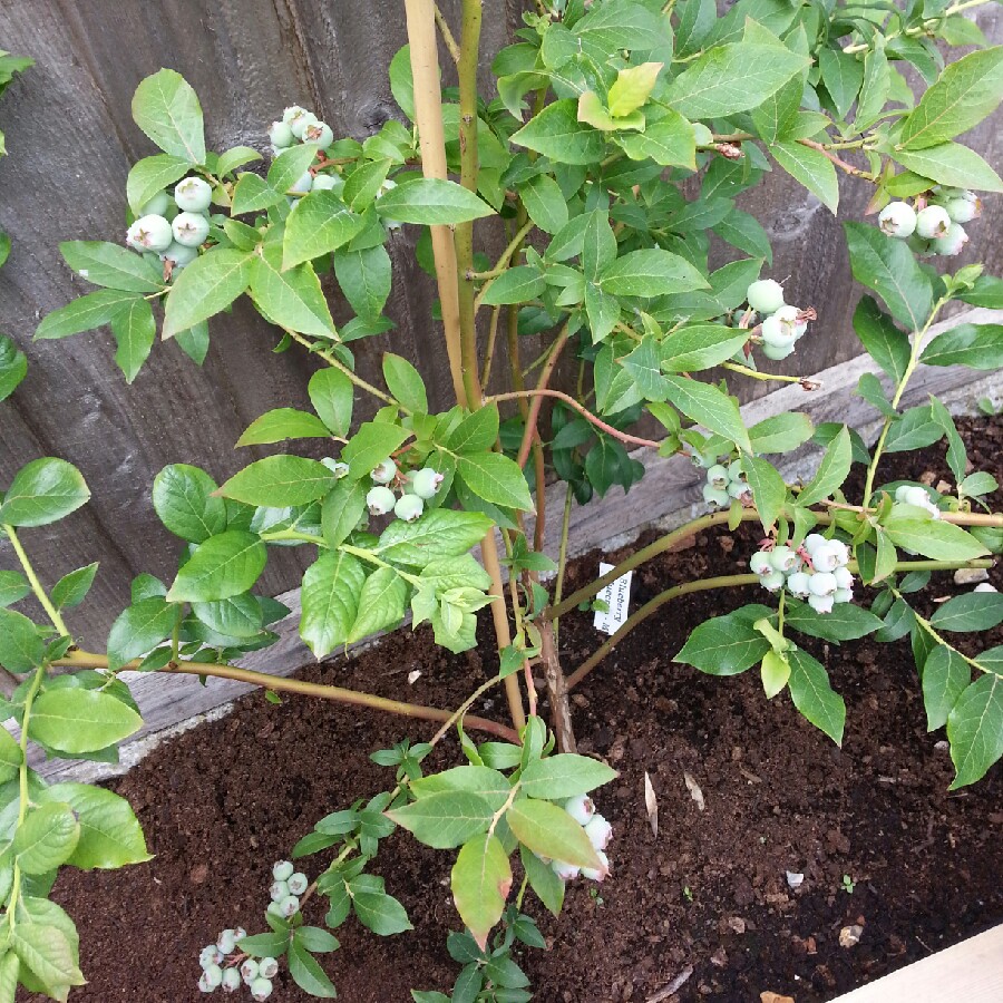 Plant image Vaccinium corymbosum 'Early Blue'