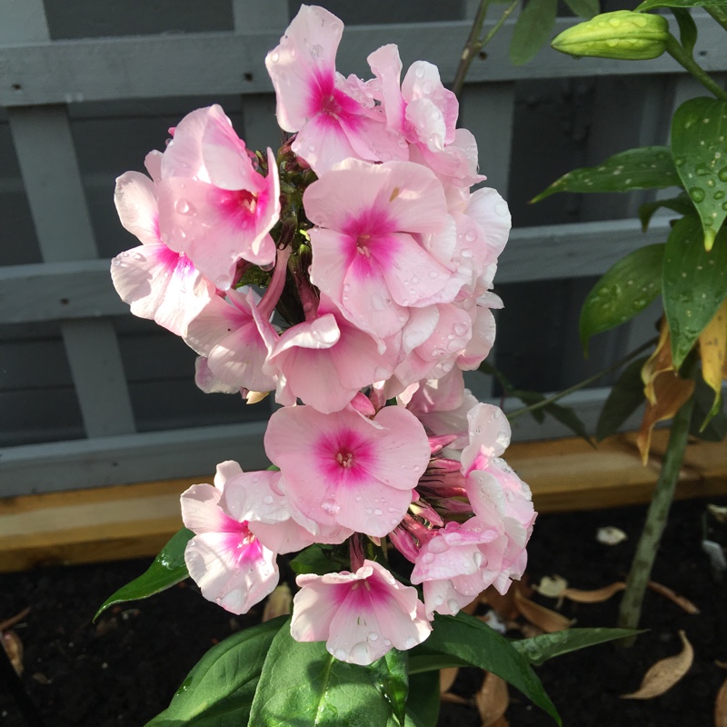 Plant image Phlox Paniculata 'Bright Eyes'