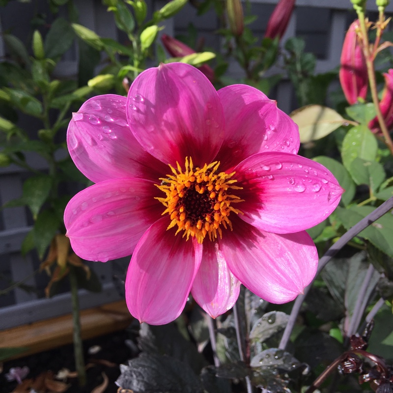 Plant image Dahlia 'Happy Single™ Wink'