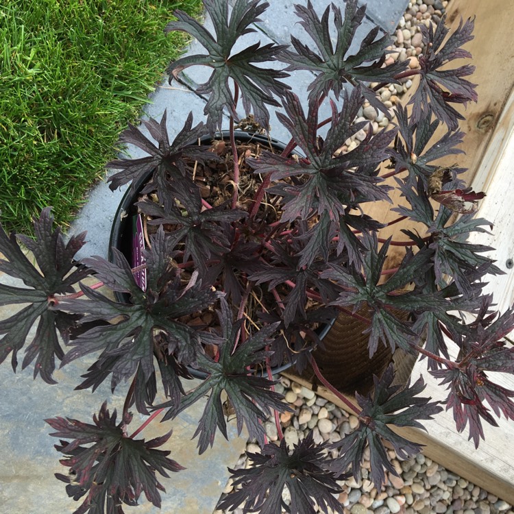 Plant image Geranium pratense (Victor Reiter Group) 'Nodbeauty' syn. Geranium pratense 'Black Beauty'