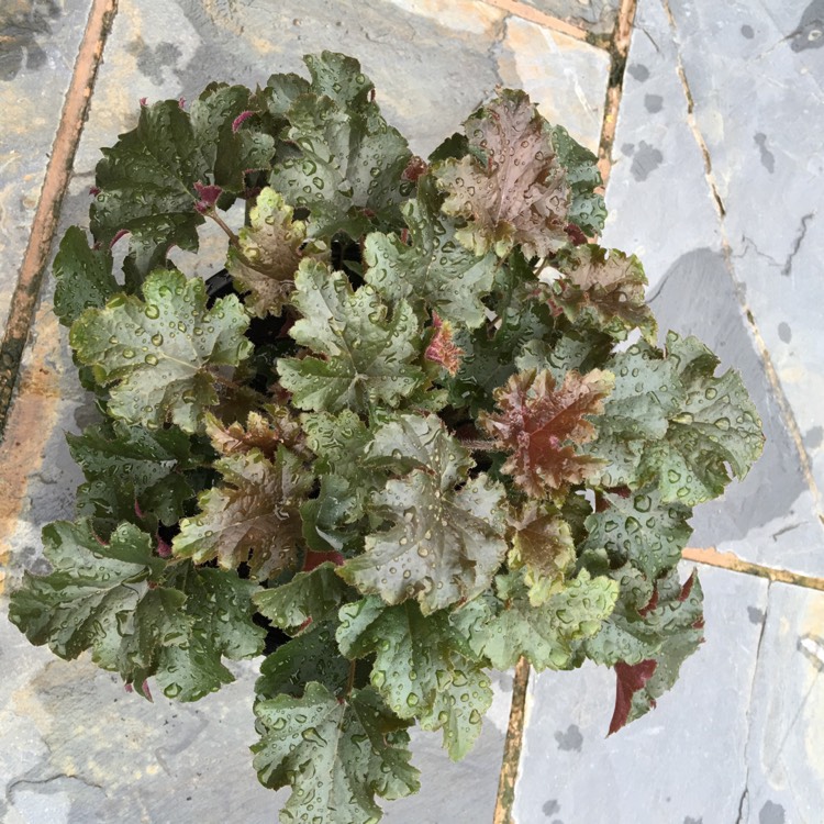 Plant image Heuchera 'Metallic Shimmer'