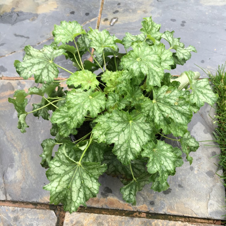 Plant image Heuchera 'Thomas'