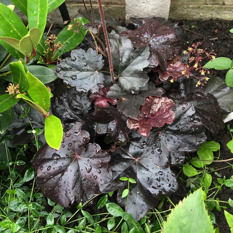 Plant image Heuchera 'Obsidian Coral bells'