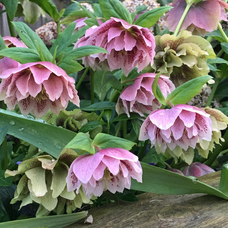 Plant image Helleborus x hybridus 'Harvington Double Pink'