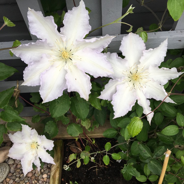 Plant image Clematis 'Gillian Blades'