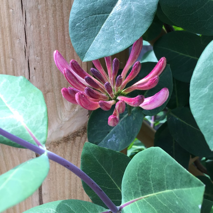 Plant image Lonicera periclymenum 'Rhubarb and Custard'