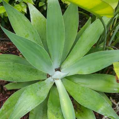 Foxtail Agave