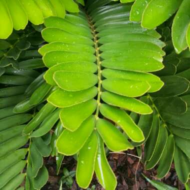 Cardboard Cycad