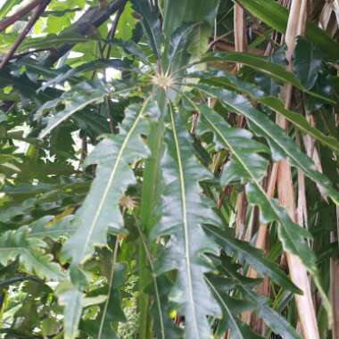 False Aralia 'Castor'