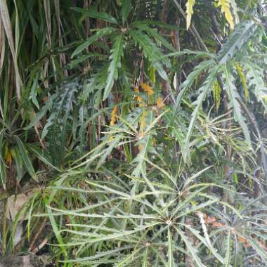 False Aralia 'Castor'