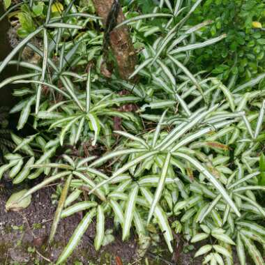 Slender Brake Fern