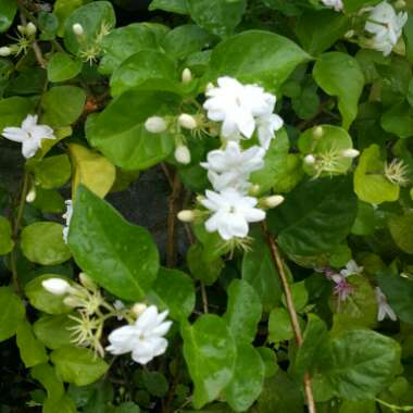 Arabian Jasmine