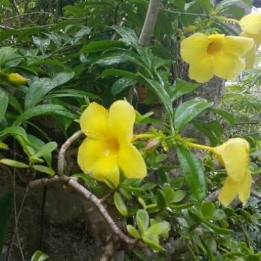 Golden Trumpet Vine