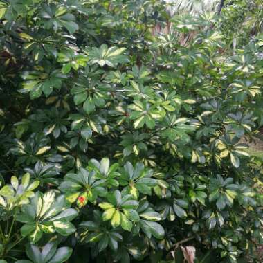 Variegated Dwarf Umbrella Tree 'Jacqueline'