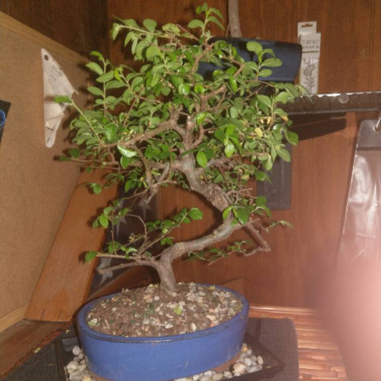 Plant image Ulmus parvifolia (Bonsai)