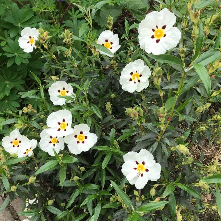 Plant image Cistus ladanifer var. sulcatus x C. ladanifer 'Blanche'