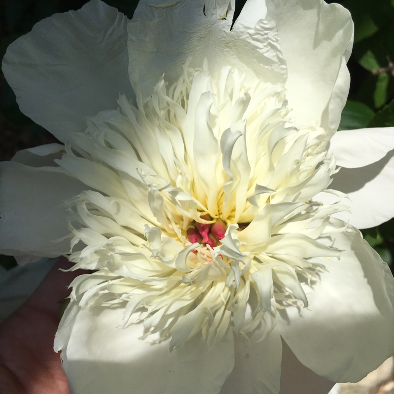 Plant image Paeonia lactiflora 'Krinkled White'