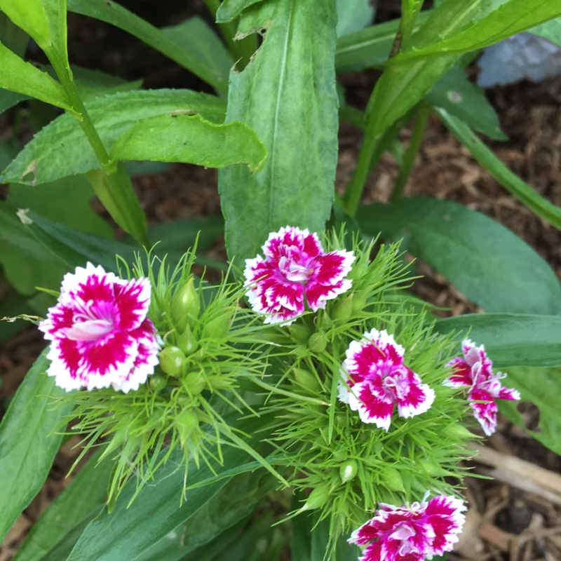 Plant image Dianthus chinensis