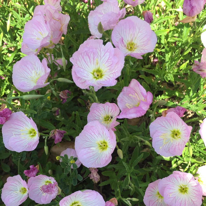 Plant image Oenothera Stricta Sulphurea