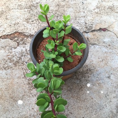 Dwarf Jade Plant