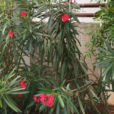 Oleander