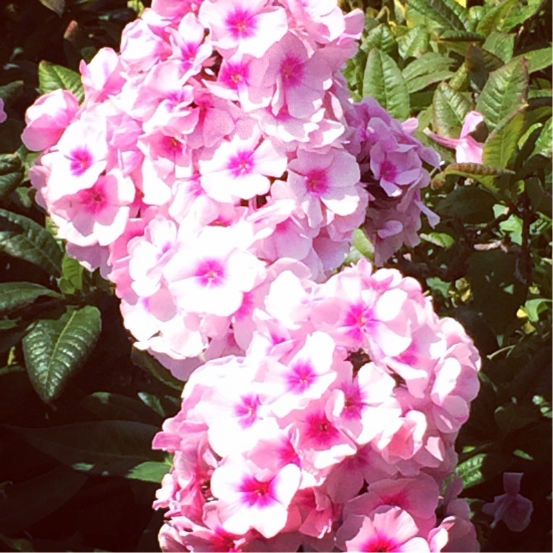 Plant image Phlox Paniculata 'Bright Eyes'