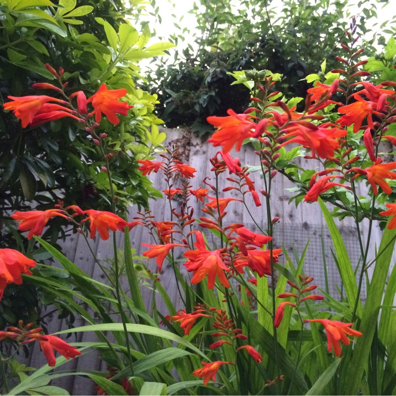 Montbretia