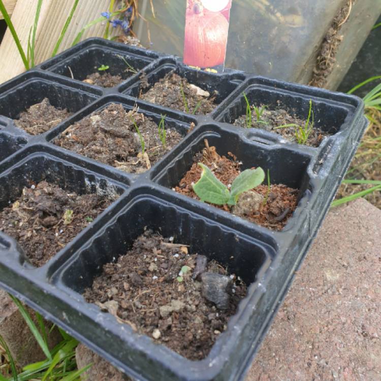 Plant image Cucurbita maxima 'Hundredweight'